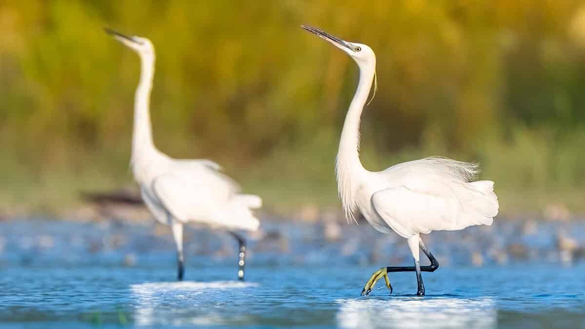 Kuş gözlem platformu eBird kayıtlarında, Türkiye genelinde illere göre yapılan kuş gözlem sayıları ve kuş gözlemi yapan isimler belli oldu. Kayıtlara göre, 2020 yılında Türkiye'de en fazla kuş türü Antalya'da gözlendi.
