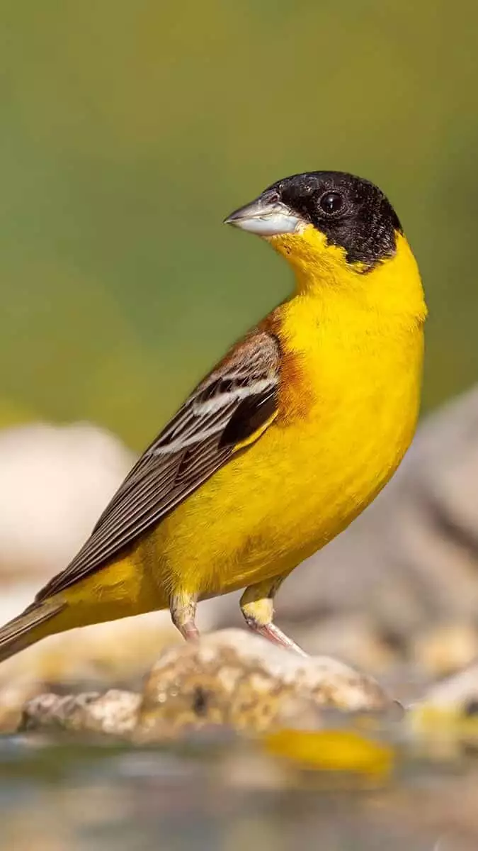 Antalya'da bir yıl içerisinde 289 kuş türü kayıt altına alındı.