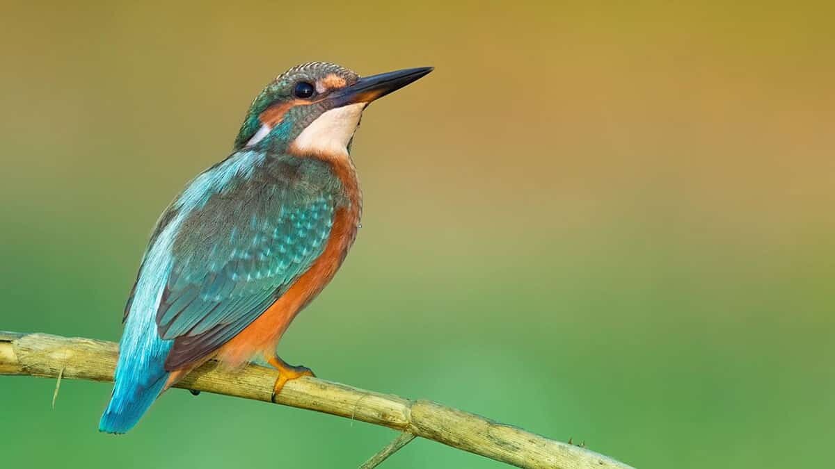 Antalya'da 289 kuş türü kayıt altına alındı