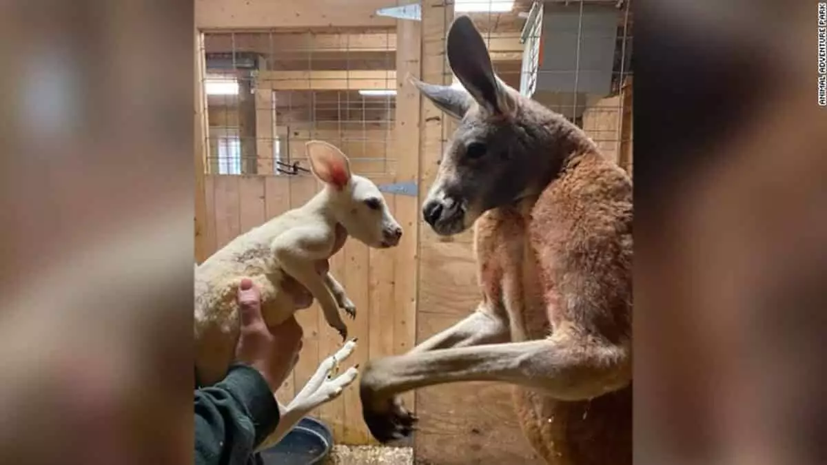 New york'ta, nadir görülen beyaz kanguru doğdu