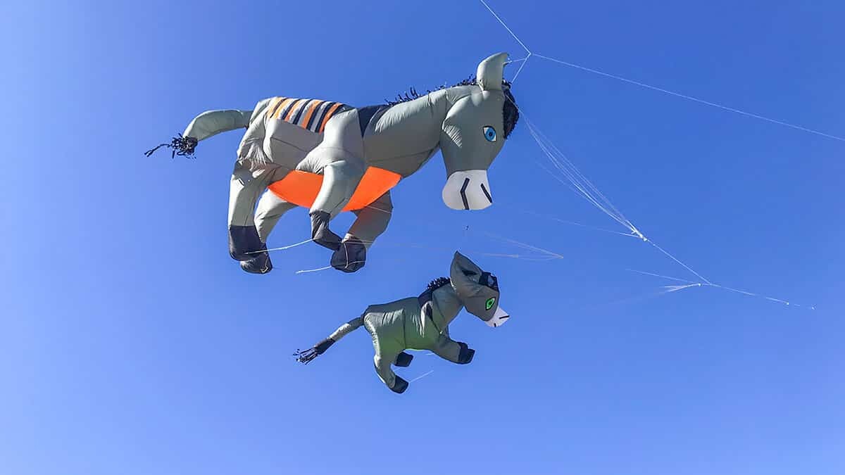 Belediyenin kadrolu eşekleri Mardin semalarında