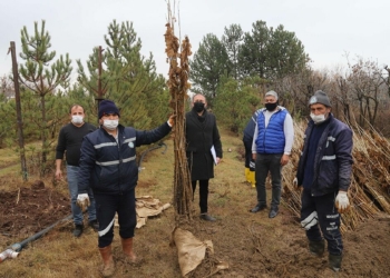 Antalyalı üreticilere dut fidanı