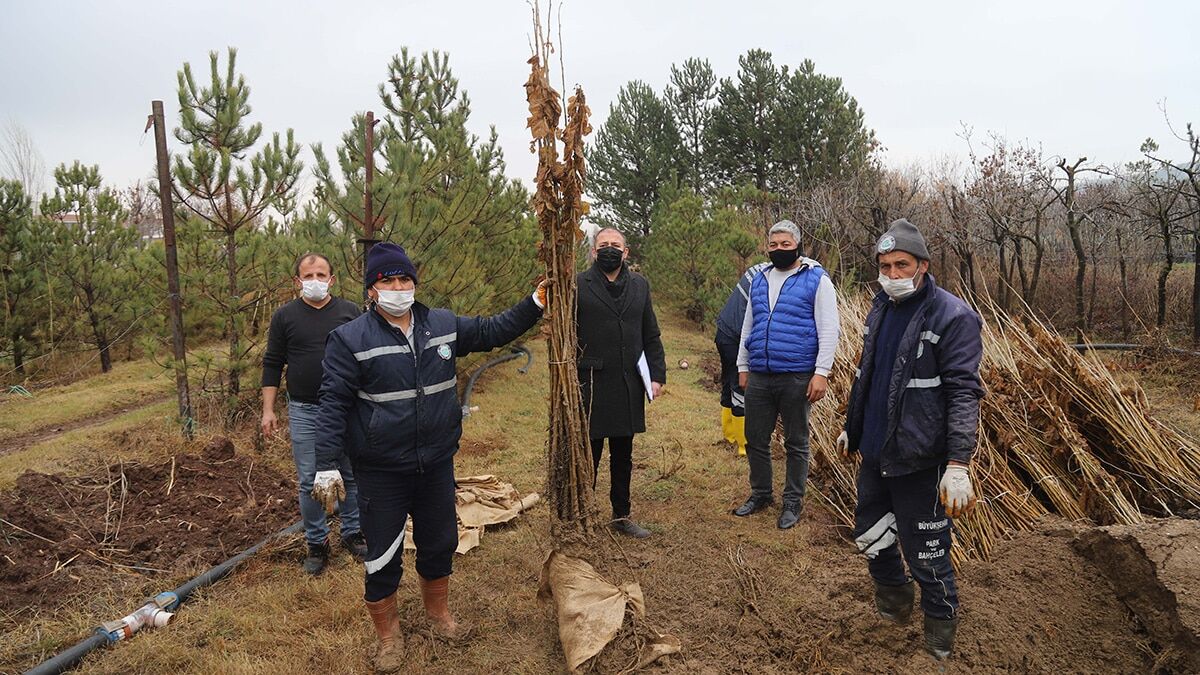 Antalyalı üreticilere dut fidanı