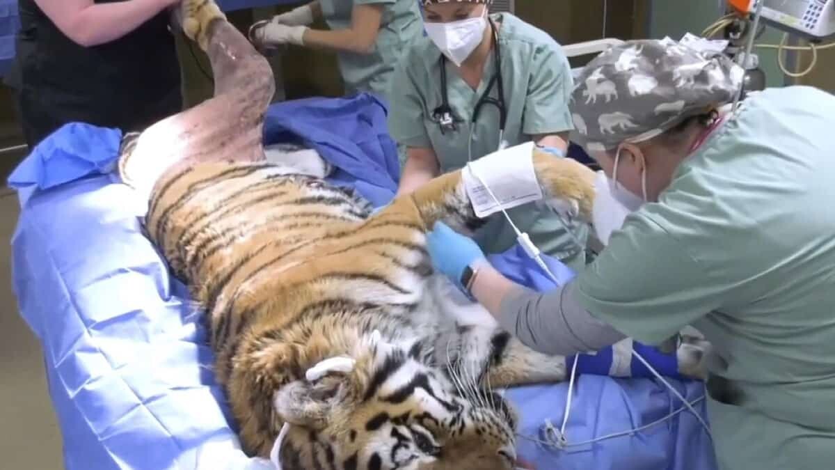 ABD’de 10 yaşındaki kaplana kalça protezi takıldı