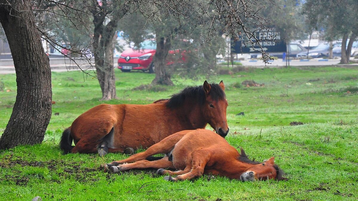 Yılkı atları yiyecek bulamayınca merkeze indi