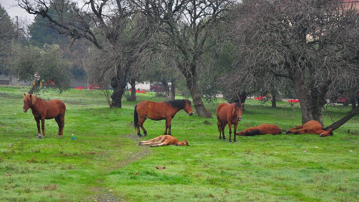 Spil dağı milli parkı'nda yaşayan ve şehrin simgesi haline gelen yılkı atları yiyecek bulamayınca şehir merkezine indi.