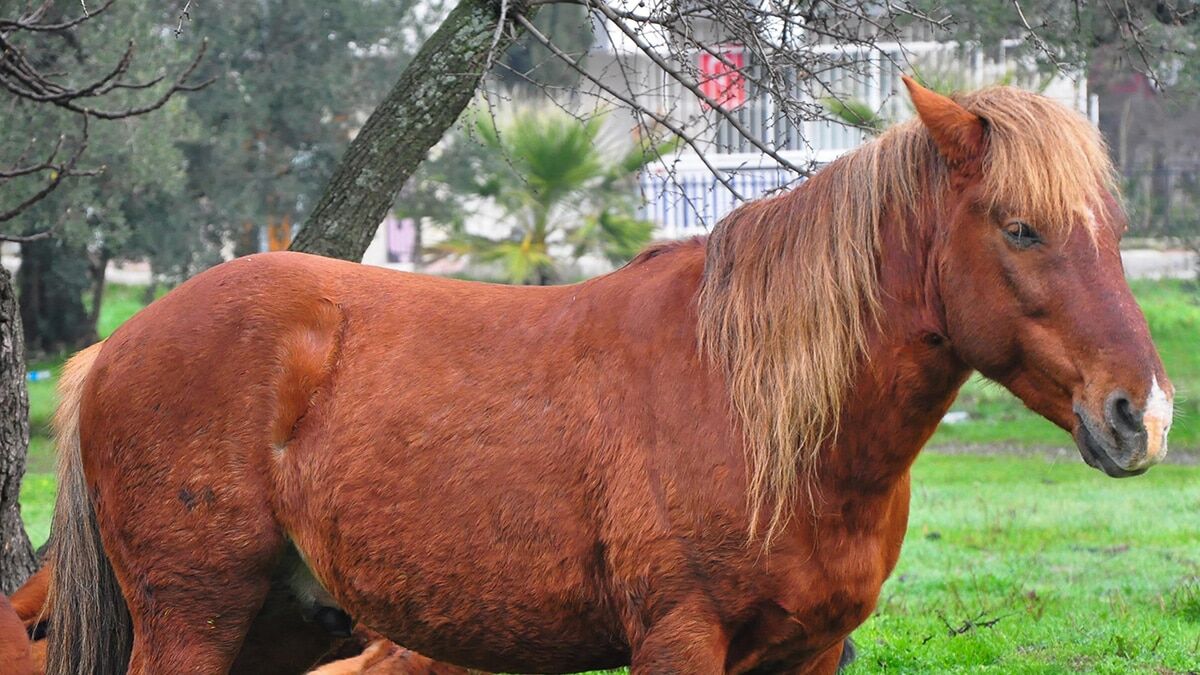 Yılkı atları yiyecek bulamayınca merkeze indi
