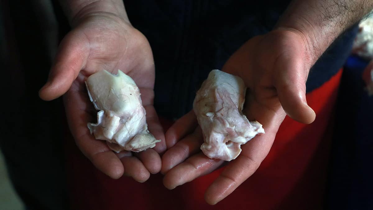 Avrupa'ya meme ve kulak ihracatı