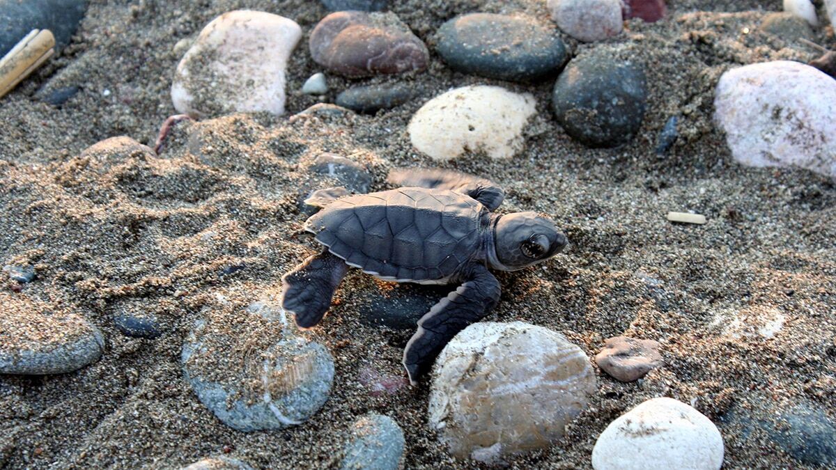 Kum zambaklarına yaşam alanı olan 83 dekarlık Alata sahili sit alanı ilan edildi.