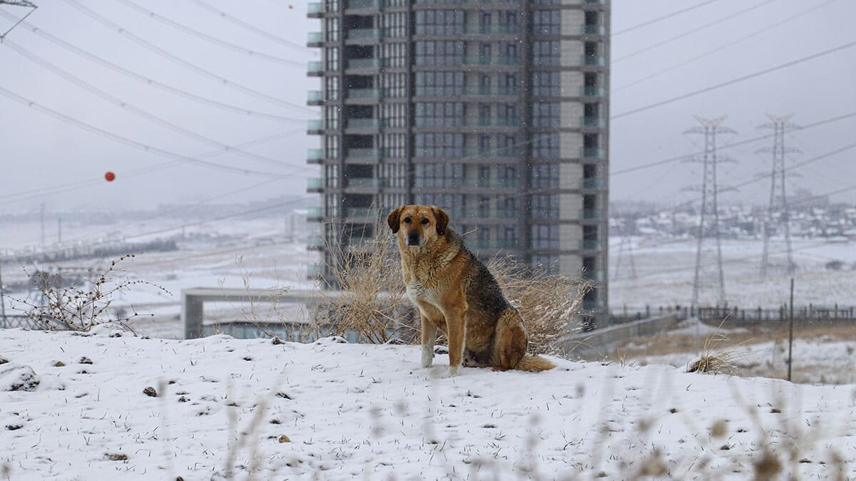 Ankara kar yağışı ile beyaza büründü
