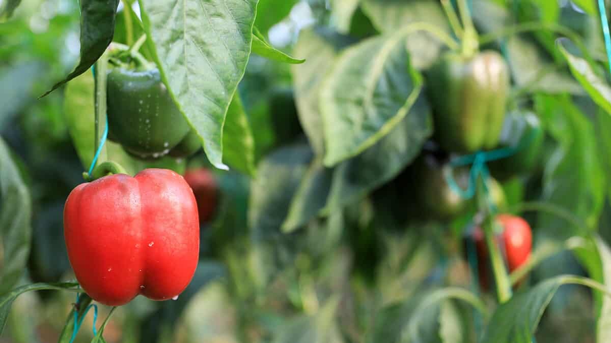 Üreticiler seralarında üretime devam etti