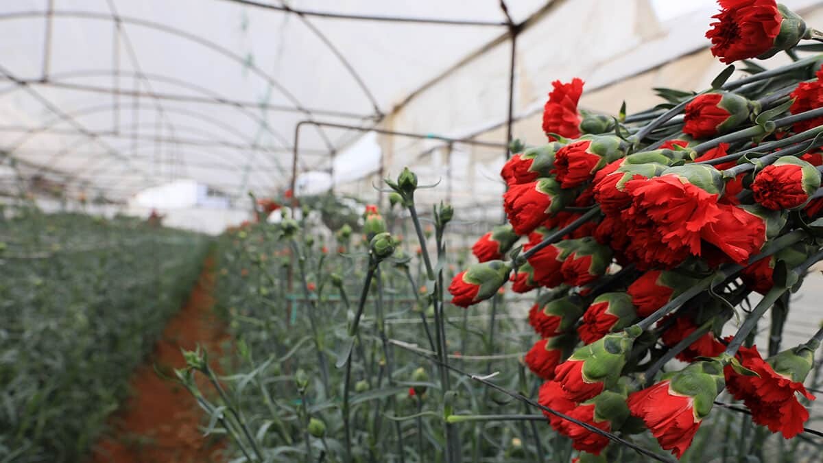 70 milyon dal kesme çiçek Avrupa'ya gönderildi