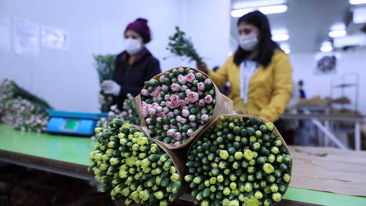 Antalya'dan 7 milyon dolar değerinde 70 milyon dal kesme çiçek, 14 Şubat Sevgililer Günü öncesi Avrupa’ya gönderildi.