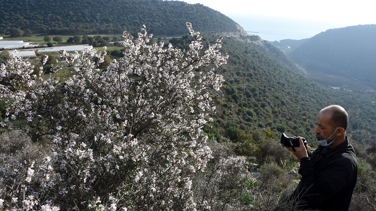 Azgan ağaçlarının çiçek açması görenleri şaşırttı
