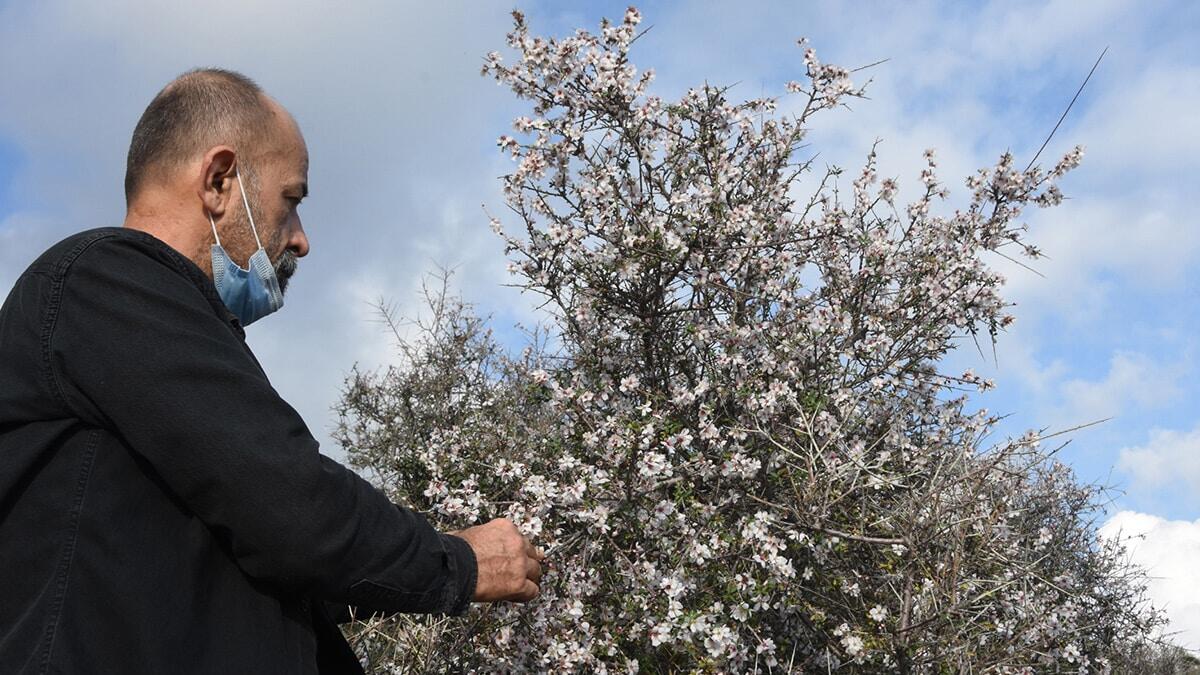 Azgan ağaçlarının çiçek açması görenleri şaşırttı