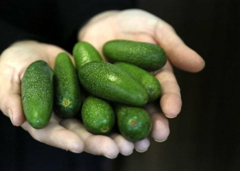 avokado pahalı gibi görünse de daha avantajlı