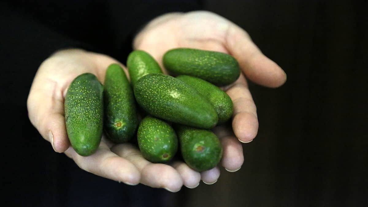 avokado pahalı gibi görünse de daha avantajlı