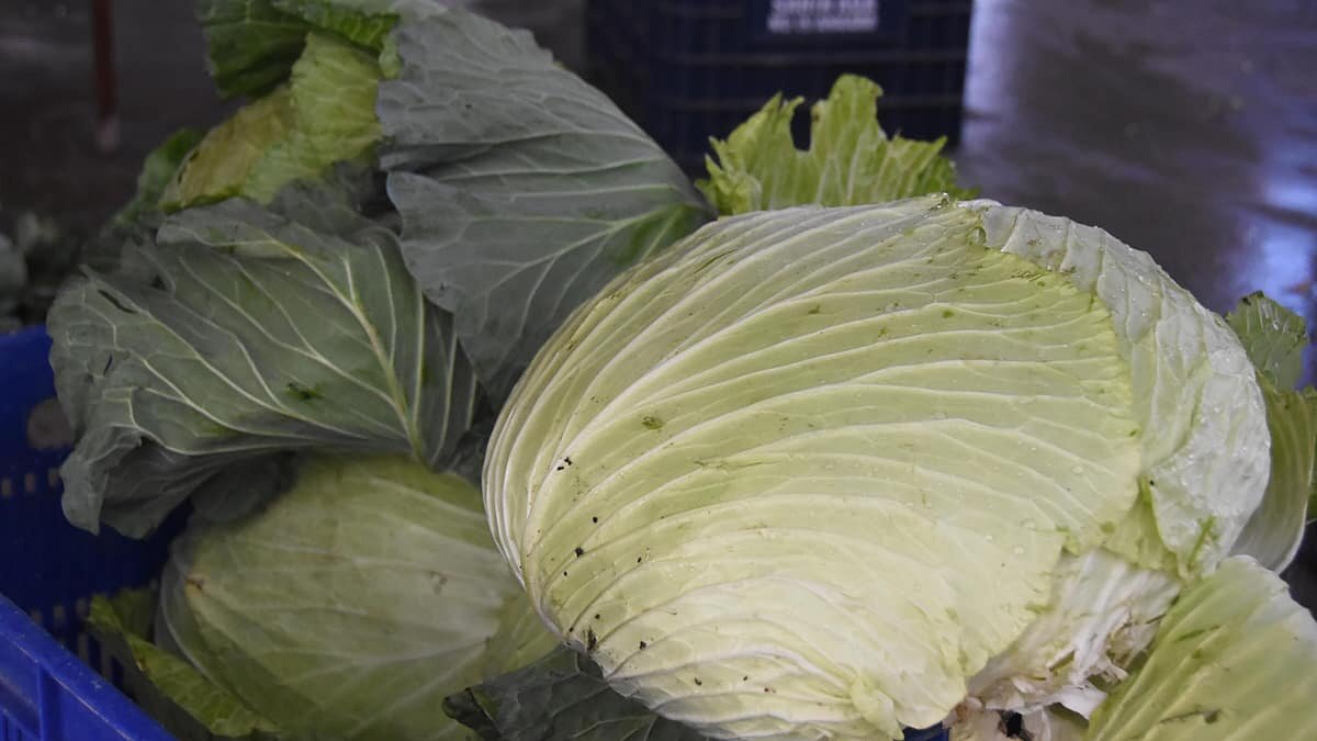 Koronavirüs salgını döneminde bağışıklık sistemini güçlendiren lahanaya tüketicinin ilgisi arttı.