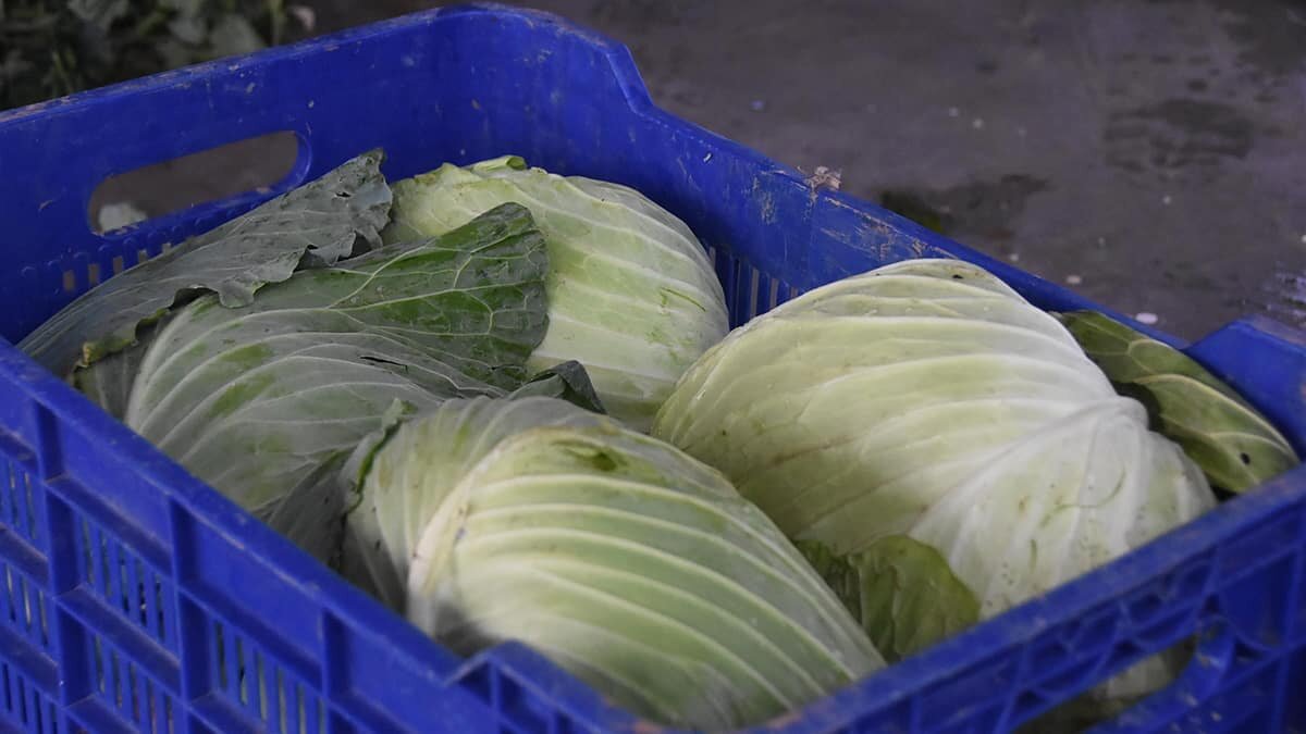 Bağışıklık sistemini güçlendiren lahanaya ilgi