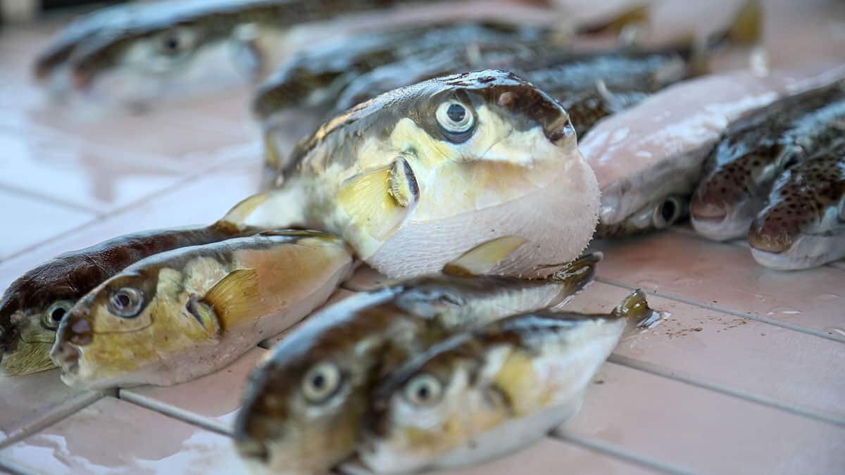 Balon balığı tehlikesi; iğne başı kadar zehir bile öldürüyor