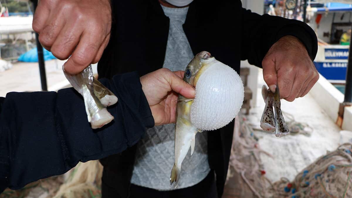 Aydın, Balon balığı tehlikesine dikkat çekerek, "İçinde yer alan iki toplu iğne başı kadar zehir bir insanı öldürmeye yeterli" dedi.