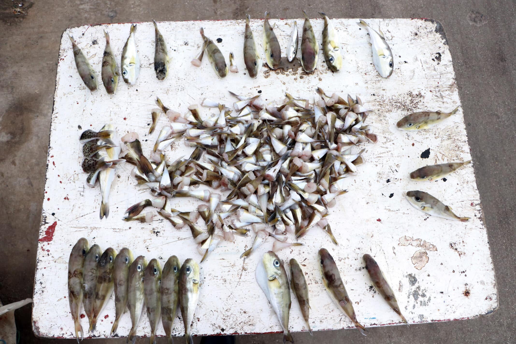 Balon balığı tehlikesi; iğne başı kadar zehir bile öldürüyor