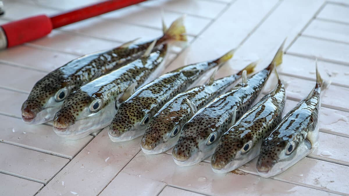 Balon balığı Van'da bir kişinin ölümüne neden oldu. Geçen yıl da Antalya'da balon balığından 3 kişi zehirlenmiş ve uzun süre tedavi görmüşlerdi.