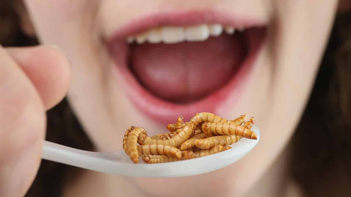 Küresel ısınma sayesinde böcekleri yemeye başlayacağız