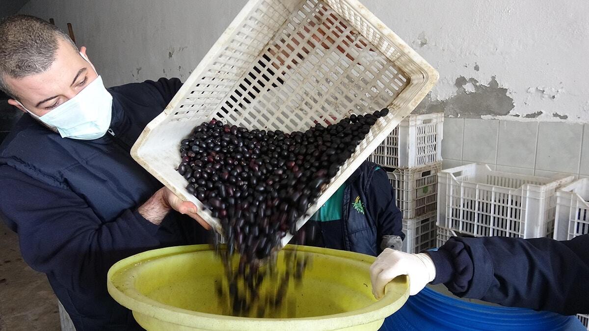 Sofralık zeytinler varillerde olgunlaştırılıyor
