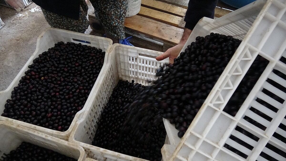 Sofralık zeytinler varillerde olgunlaştırılıyor