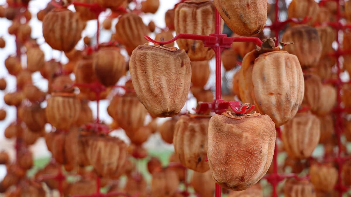 Cennet hurmasının verim ve fiyatı üreticileri memnun etti