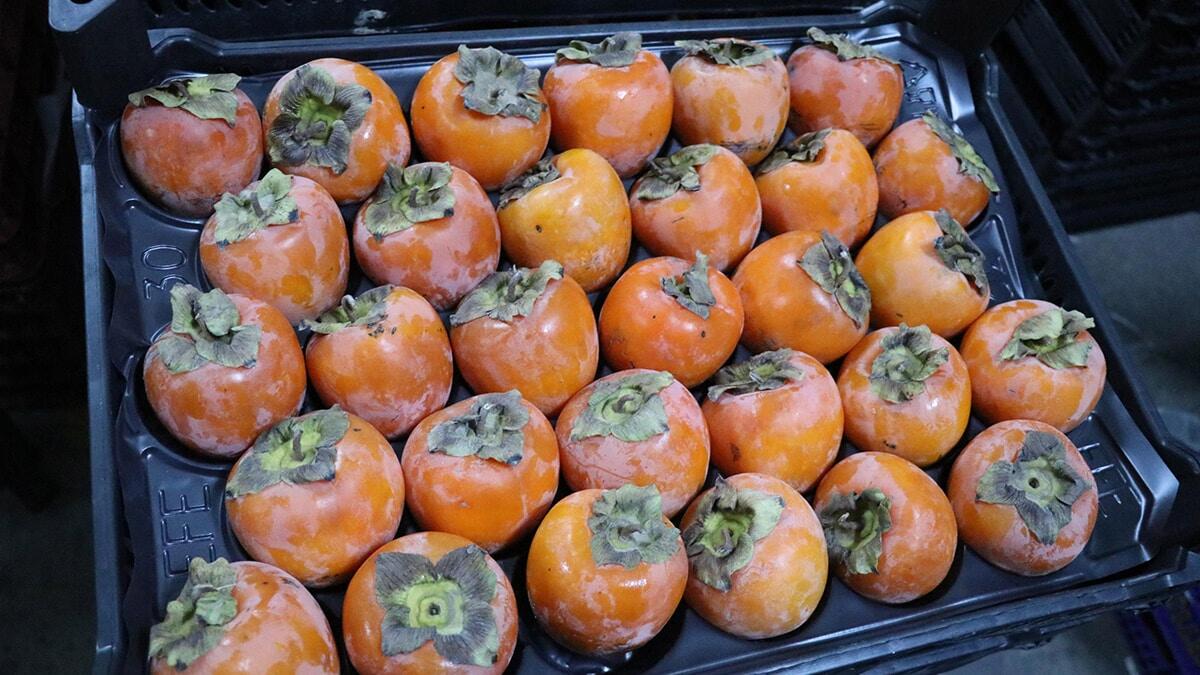 7 bin 500 dekar arazide üretimi yapılan cennet hurmasının verim ve fiyatı, üreticileri memnun etti.