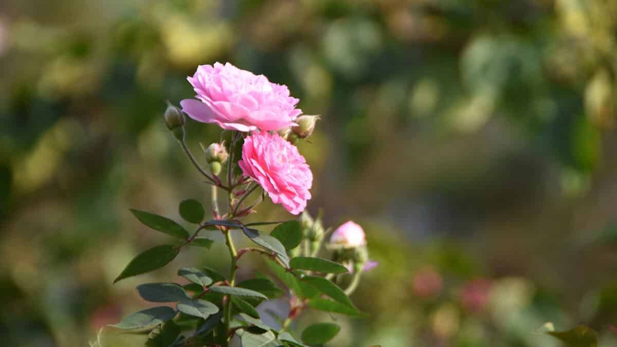 Demre'de kış ortasında bahar yaşanıyor
