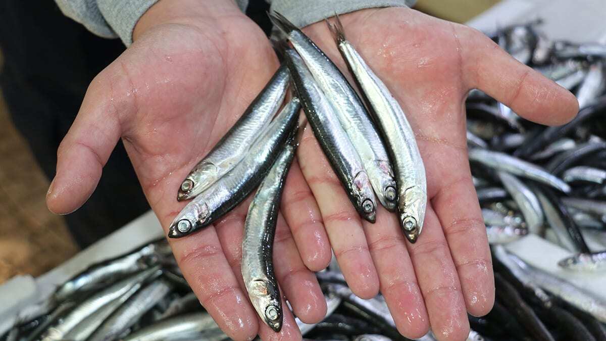 Hamsinin yiyeceği plankton azalınca boyu küçüldü