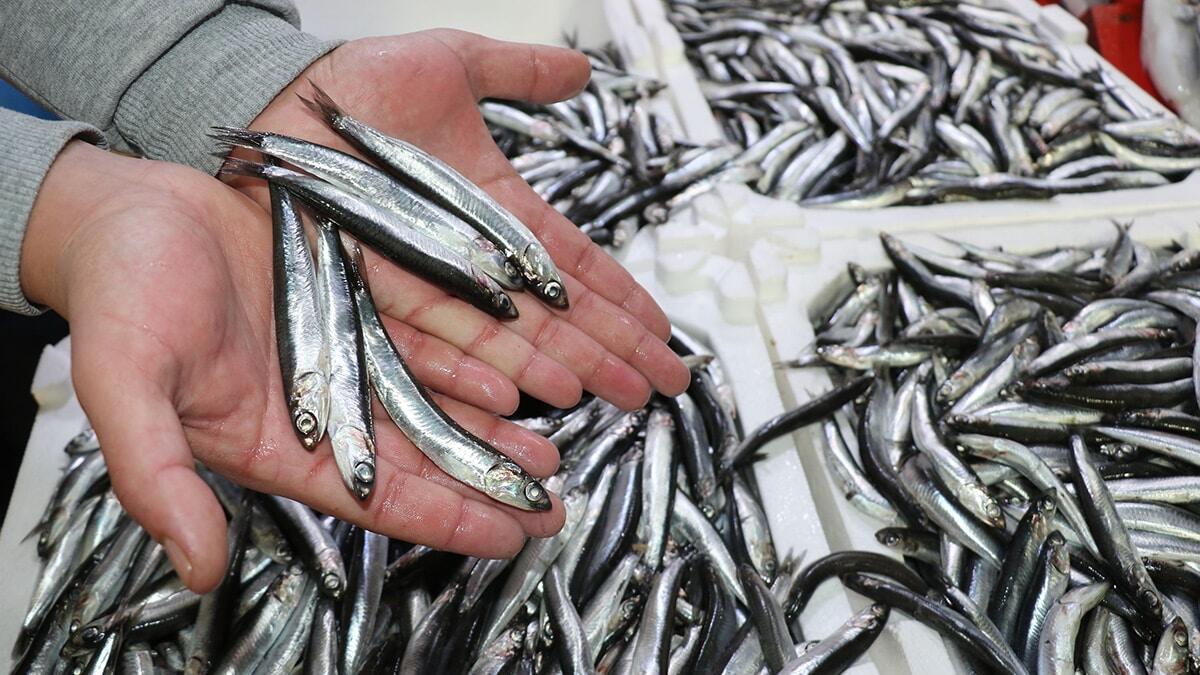 Malkoç, küresel iklim değişikliği ile birlikte kuruyan derelerdeki hamsinin yiyeceği plankton azalınca boyu küçüldü dedi.