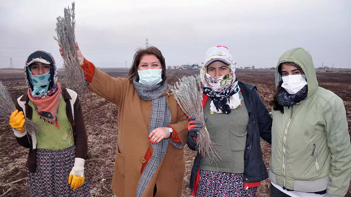 Mardin'in derik ilçesinde kadın istihdamına yönelik başlatılan 'bir dünya üreten kadın' projesi kapsamında belediye tarafından 3 kırsal mahallede 15 kadına 255 dönümlük arazi hibe edildi.