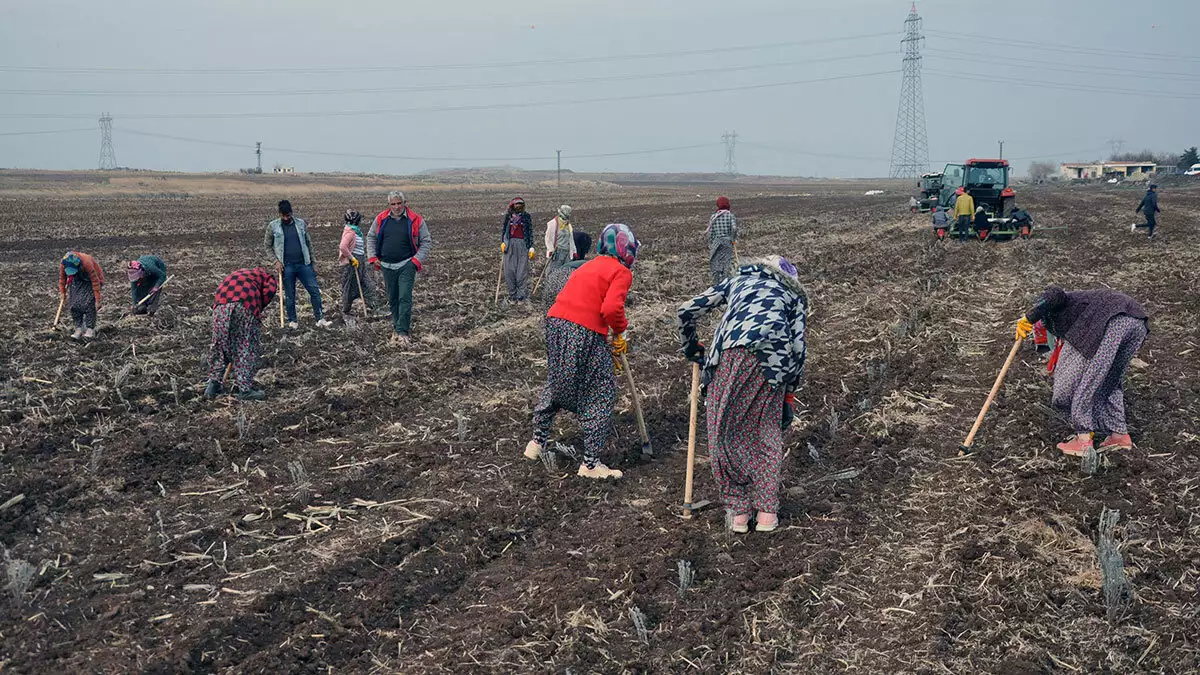 'bir dünya üreten kadın' projesi kapsamında derikli kadınlar lavanta üreterek kazanacak.