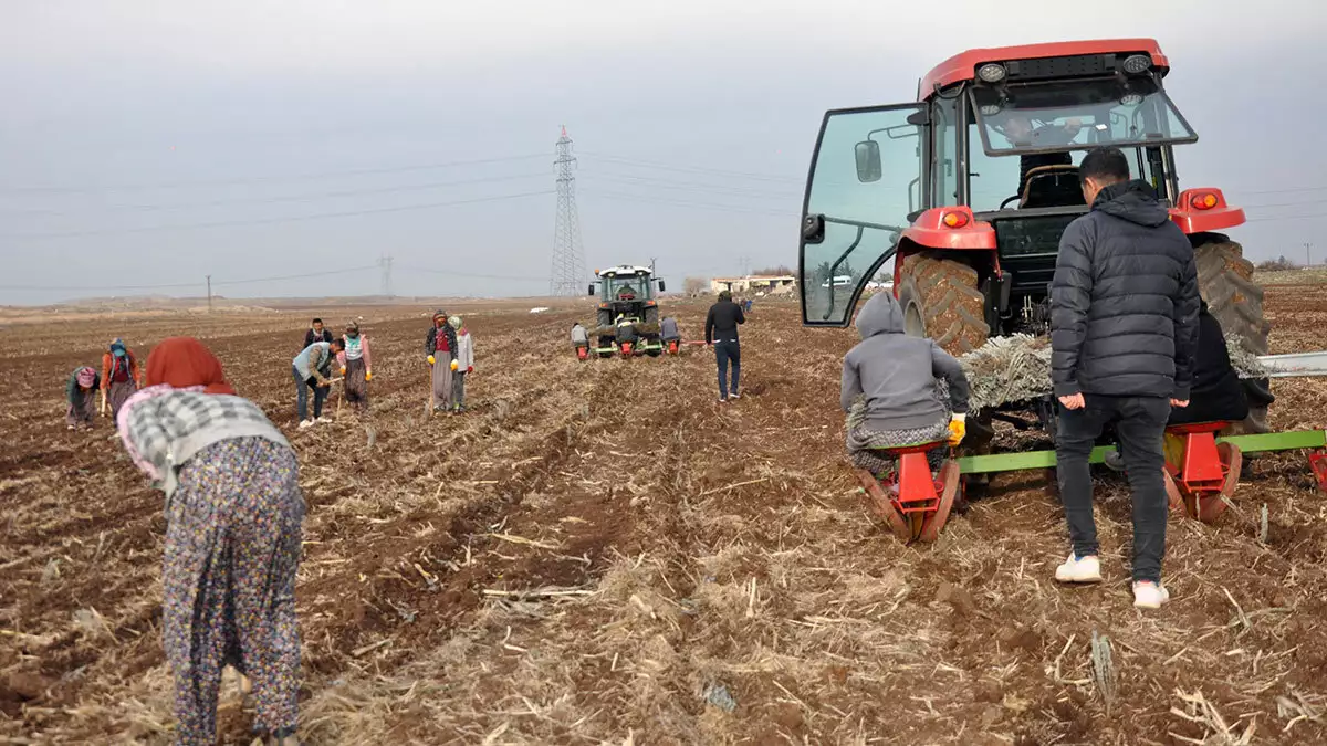 Derikli kadınlar lavanta üreterek kazanacak