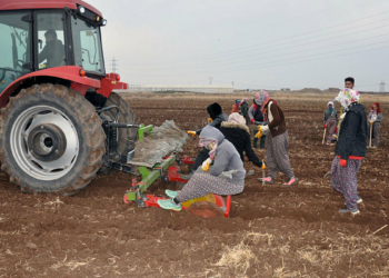 Derikli kadınlar lavanta üreterek kazanacak