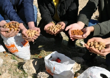 Bir yılda 1.5 ton meşe palamudu ekildi