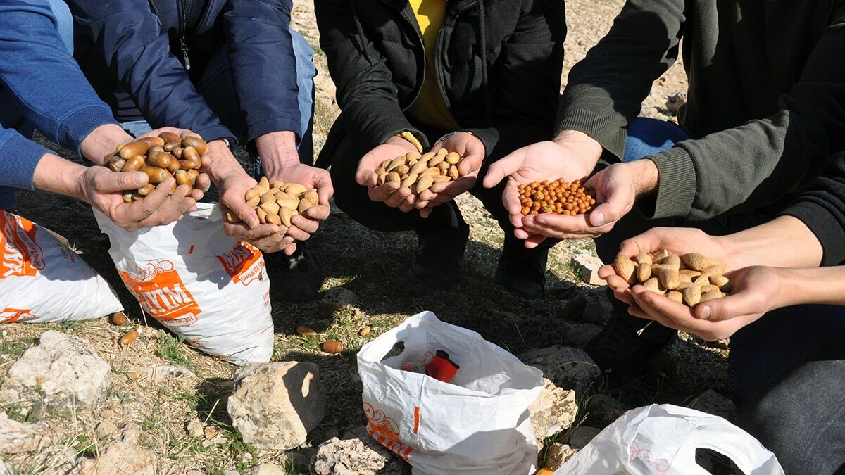 Bir yılda 1.5 ton meşe palamudu ekildi