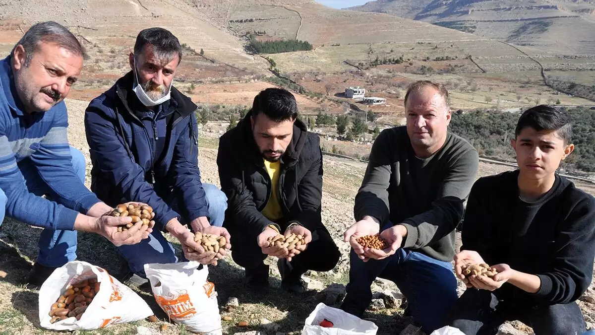 Mardin'in derik ilçesinde, sosyal medyadan bir araya gelen 30 kişilik grup, ilçeye 2 kilometre mesafedeki dağlık alana bir yılda 1. 5 ton meşe palamudu ekti.