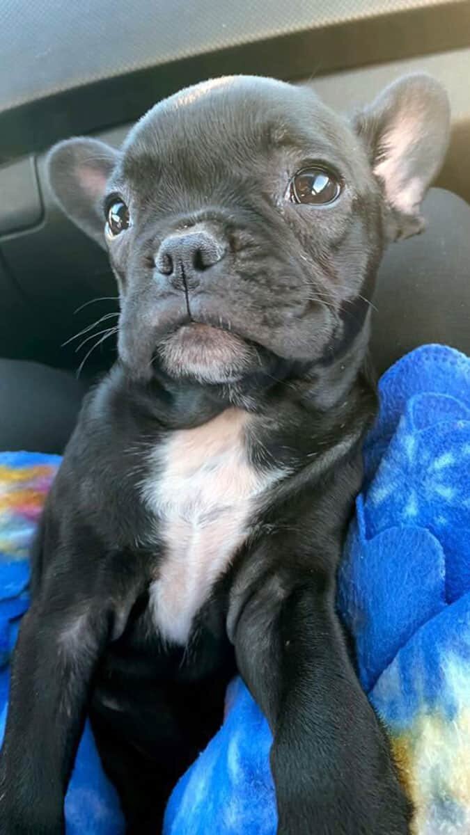 Çalınan köpeği 'Zeytin'i bulana ödül verecek