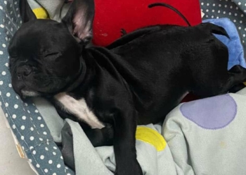 Çalınan köpeği 'Zeytin'i bulana ödül verecek