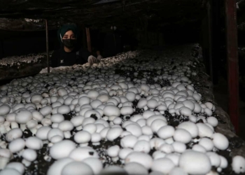 Aylık 20 ton mantar üretiyorlar