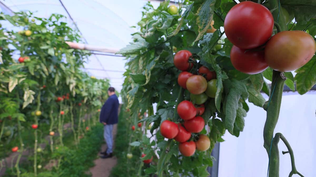 2 liraya hale götürülen domatesin fiyatı 10 kilometre uzaklıktaki süpermarket rafında, 6 liradan tüketiciye sunuluyor.