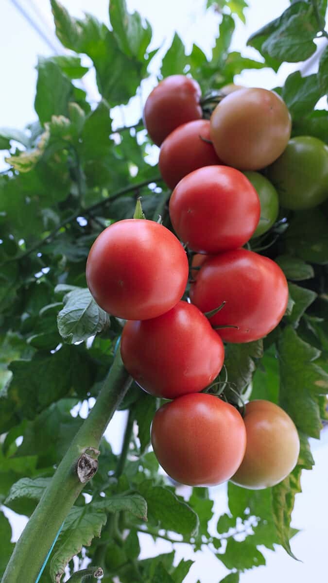 Domatesin fiyatı, 10 kilometrede 3 kat arttı