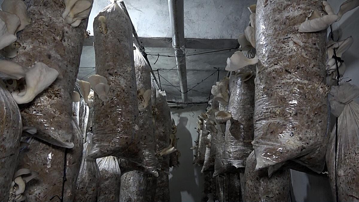 İstiridye mantarı siparişlerine yetişemiyor