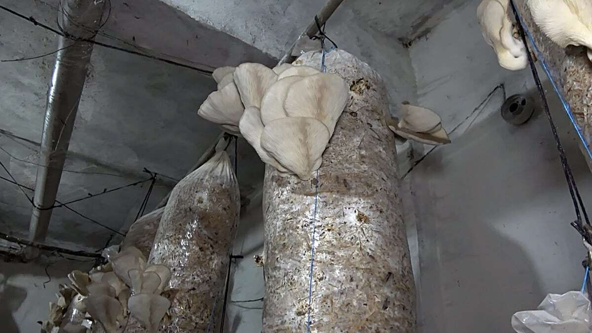 3 yıl önce istiridye mantarı üretimine başlayan Çalışkan siparişlere yetişemiyor.