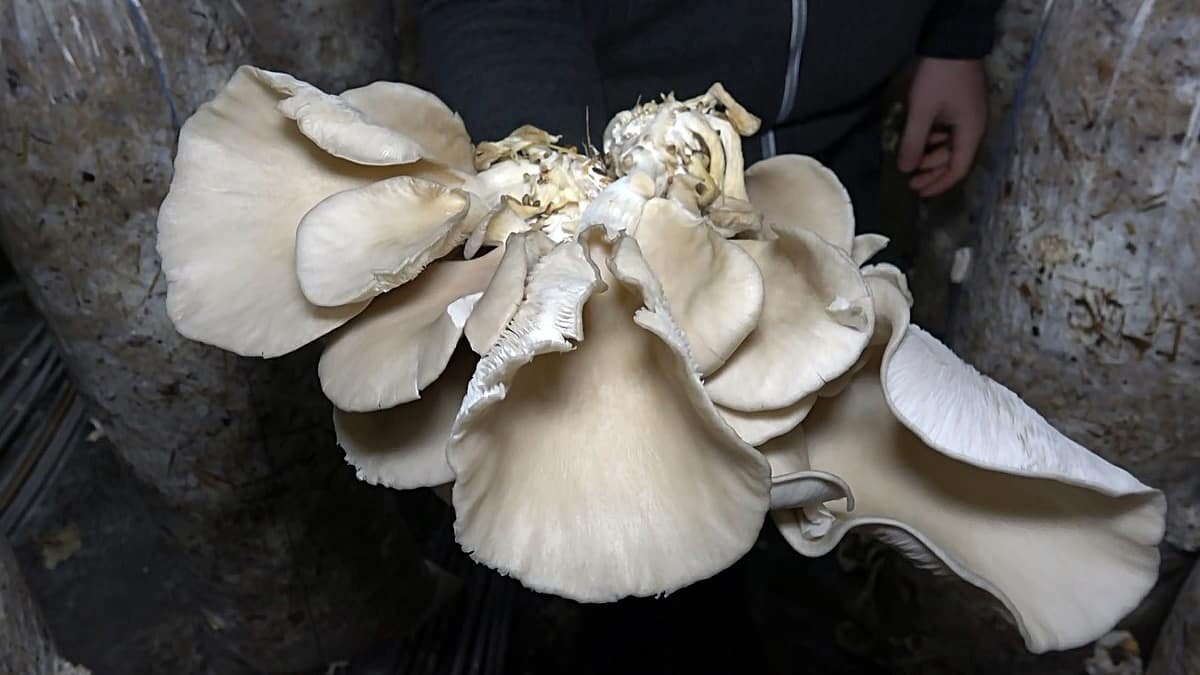 İstiridye mantarı siparişlere yetişemiyor